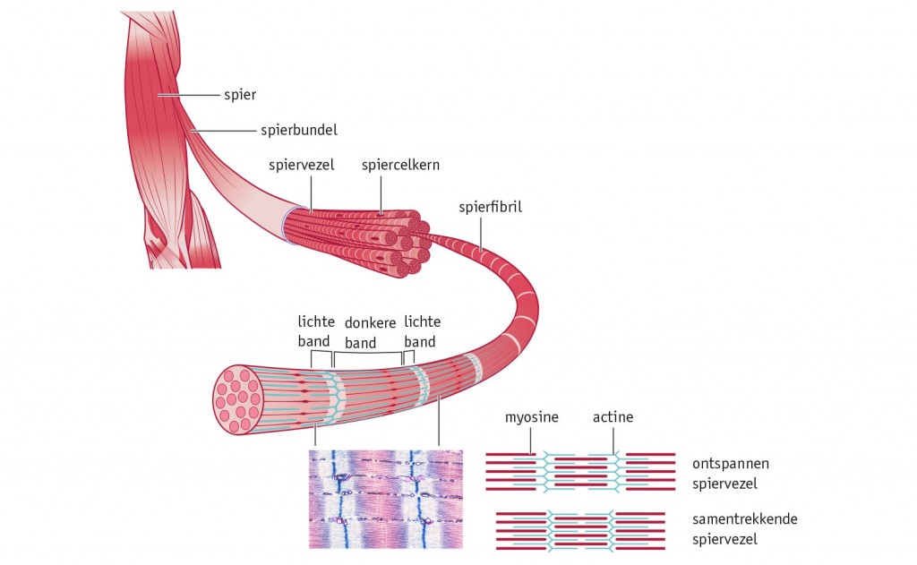 Spieren Medical Visuals 8308