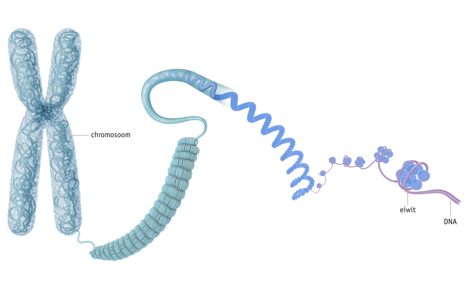 Хроматин это спирализованные хромосомы