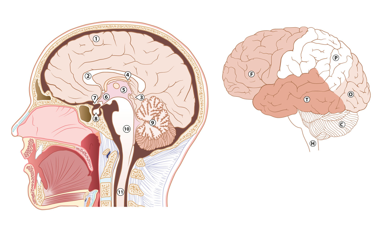 brain section
