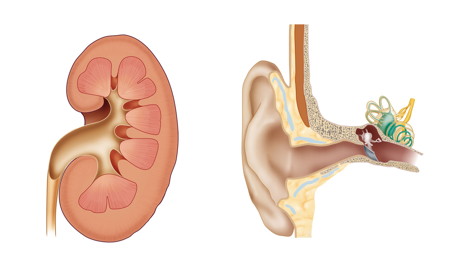kidney ear