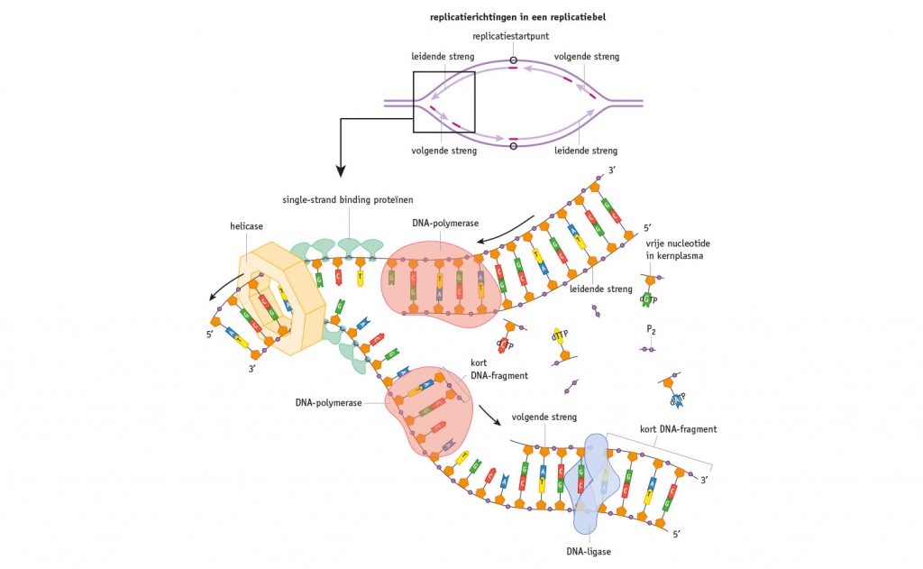 DNA replicatie - Medical Visuals