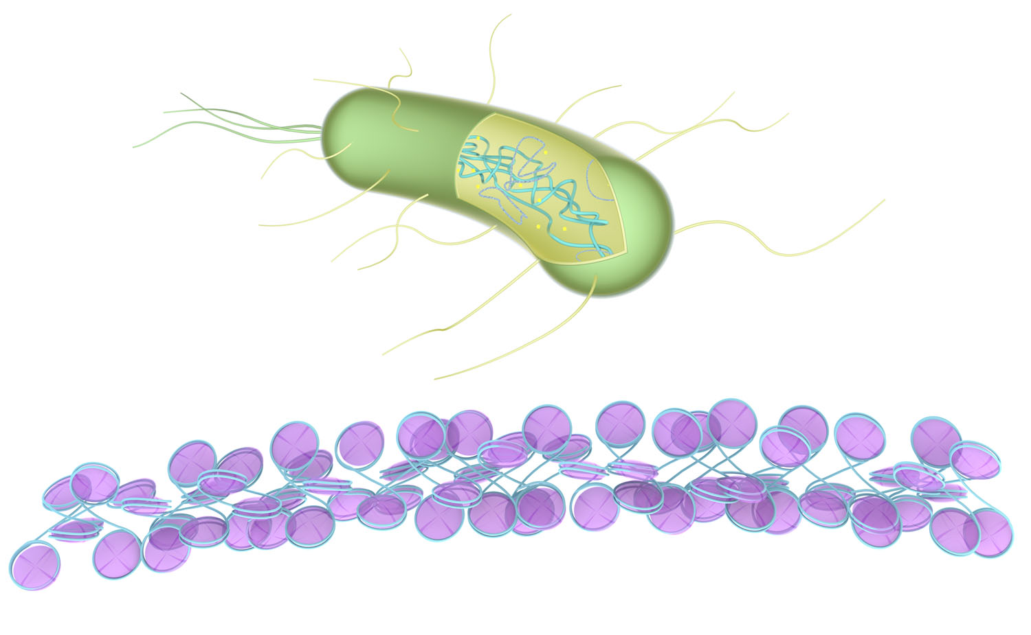 bacterie nucleosoom