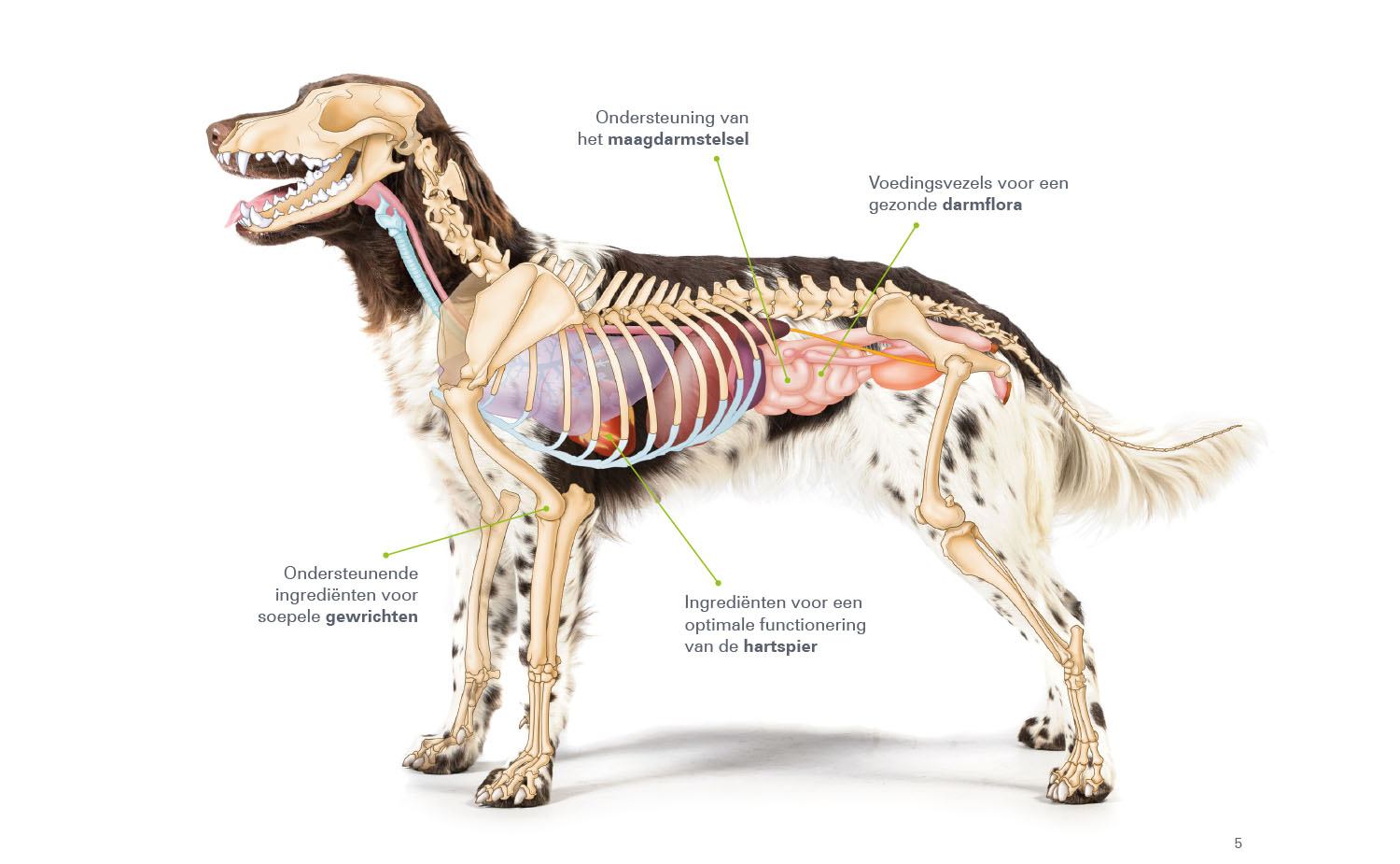 hond anatomie