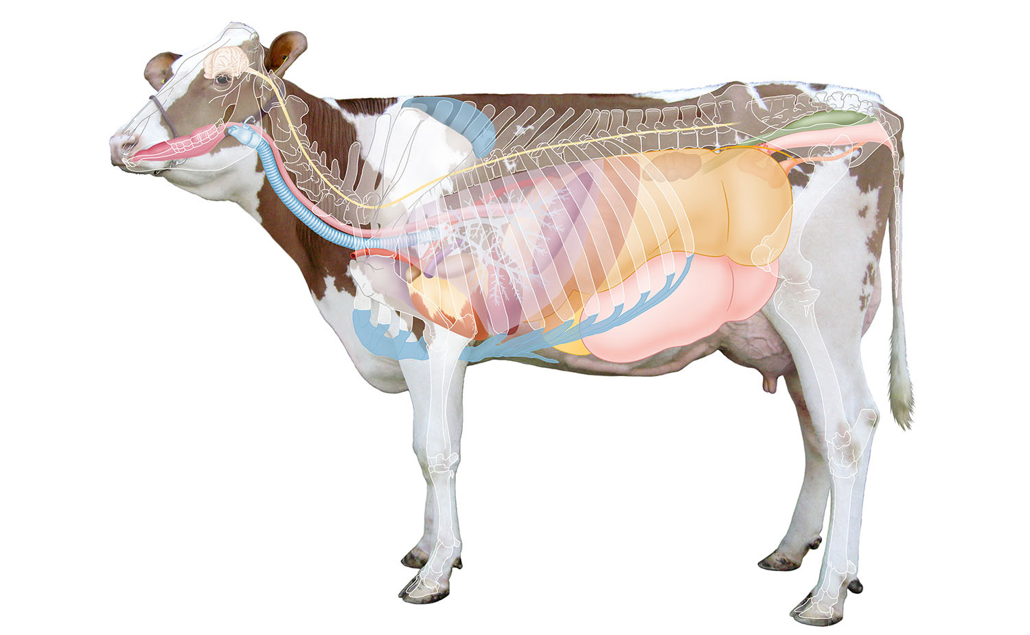 anatomie koe